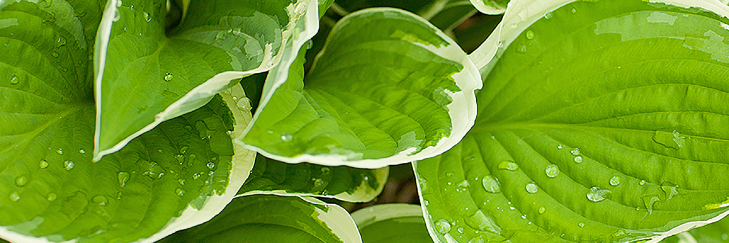 Planting image
