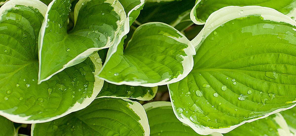 Planting image